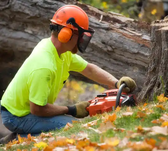 tree services Ironwood